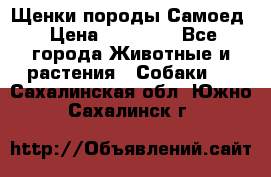 Щенки породы Самоед › Цена ­ 20 000 - Все города Животные и растения » Собаки   . Сахалинская обл.,Южно-Сахалинск г.